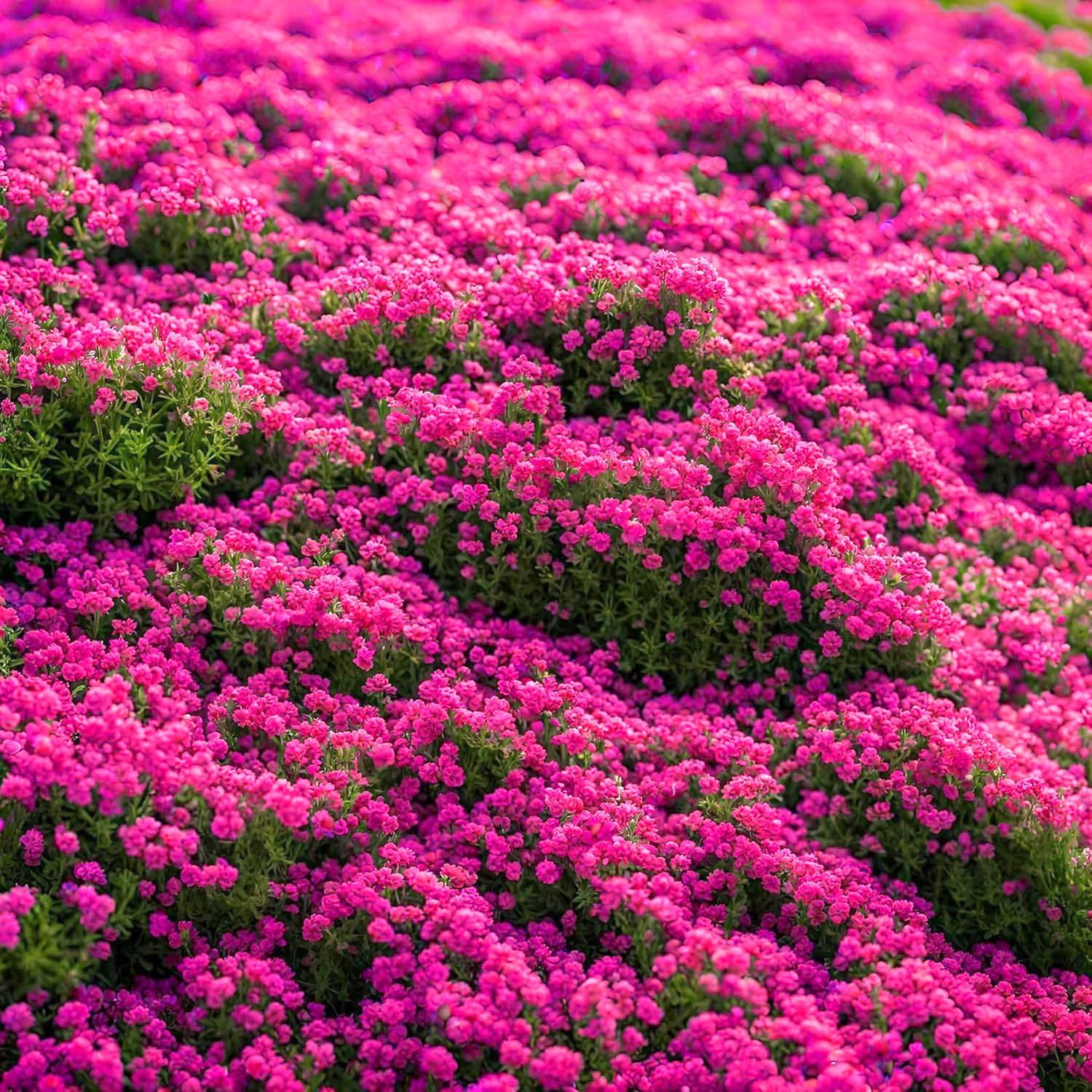20000Pcs Creeping Thyme Seeds for Planting Perennial Ground Cover Plants Heirloo