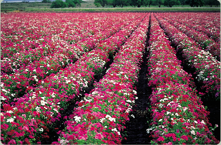 PHLOX SEED / DRUMMOND MIX * BUTTERFLY MAGNET * 50 COUNT PKT.