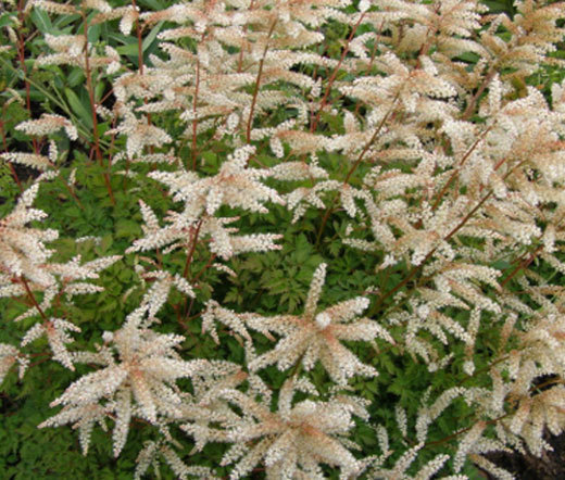 ARUNCUS NOBLE SPIRITS Aruncus Aethusifolius – 600 Bulk Seeds