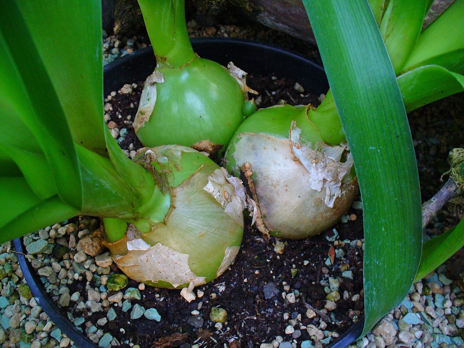 Ornithogalum caudatum Pregnant Onion 20 seeds