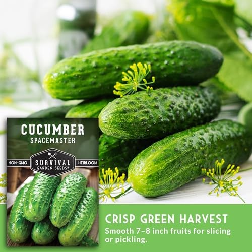 Spacemaster Cucumber Seeds for Planting | Compact Heirloom Non-GMO Variety 1