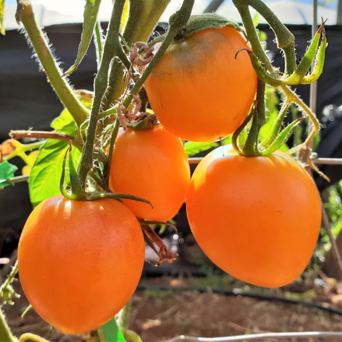 10 seeds Ilses ORANGE Latvian Tomato Rare Heirloom Variety Tetracislycopene 6.73