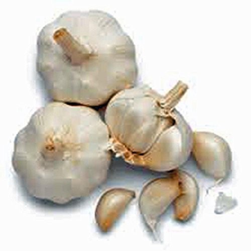Garlic Bulb (8 Pack), Fresh California SOFTNECK Garlic Bulb for Planting and Gro