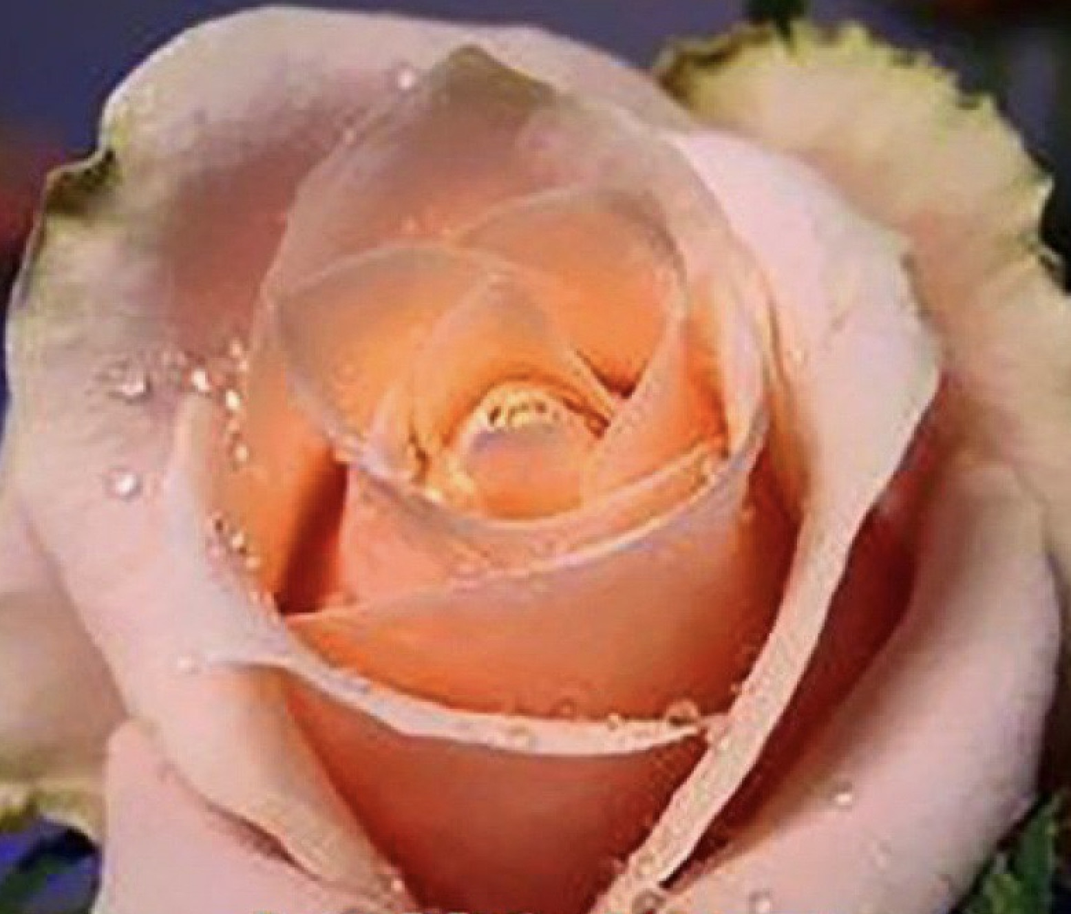 (10) CLASSIC ROSE SEEDS perennial flower garden plant bush tea USA SELLER TRACK