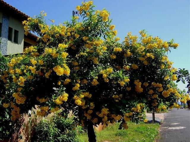 Tecoma Stans, Yellow Elder, Trumpet Shrub Bush, Small Tree 20 Seeds