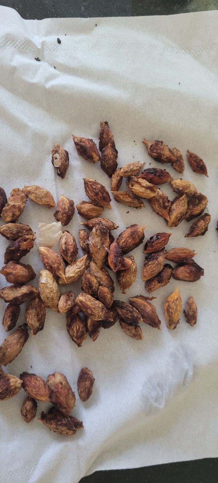 12 seeds JUJUBE chinese dates seeds tasty ORGANIC ,fresh seeds Only
