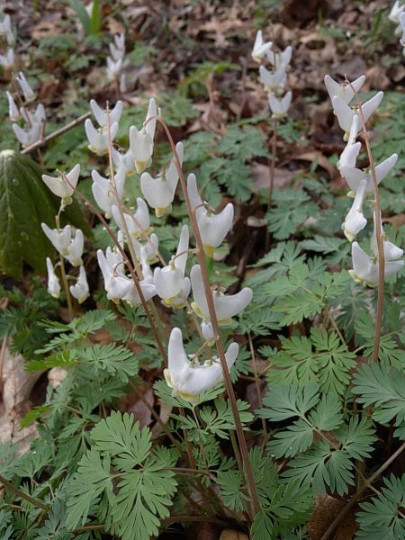 5 Wild Dutchman’s Breeches Dicentra cucullaria Bulbs/Bare root ~Woodland gardens