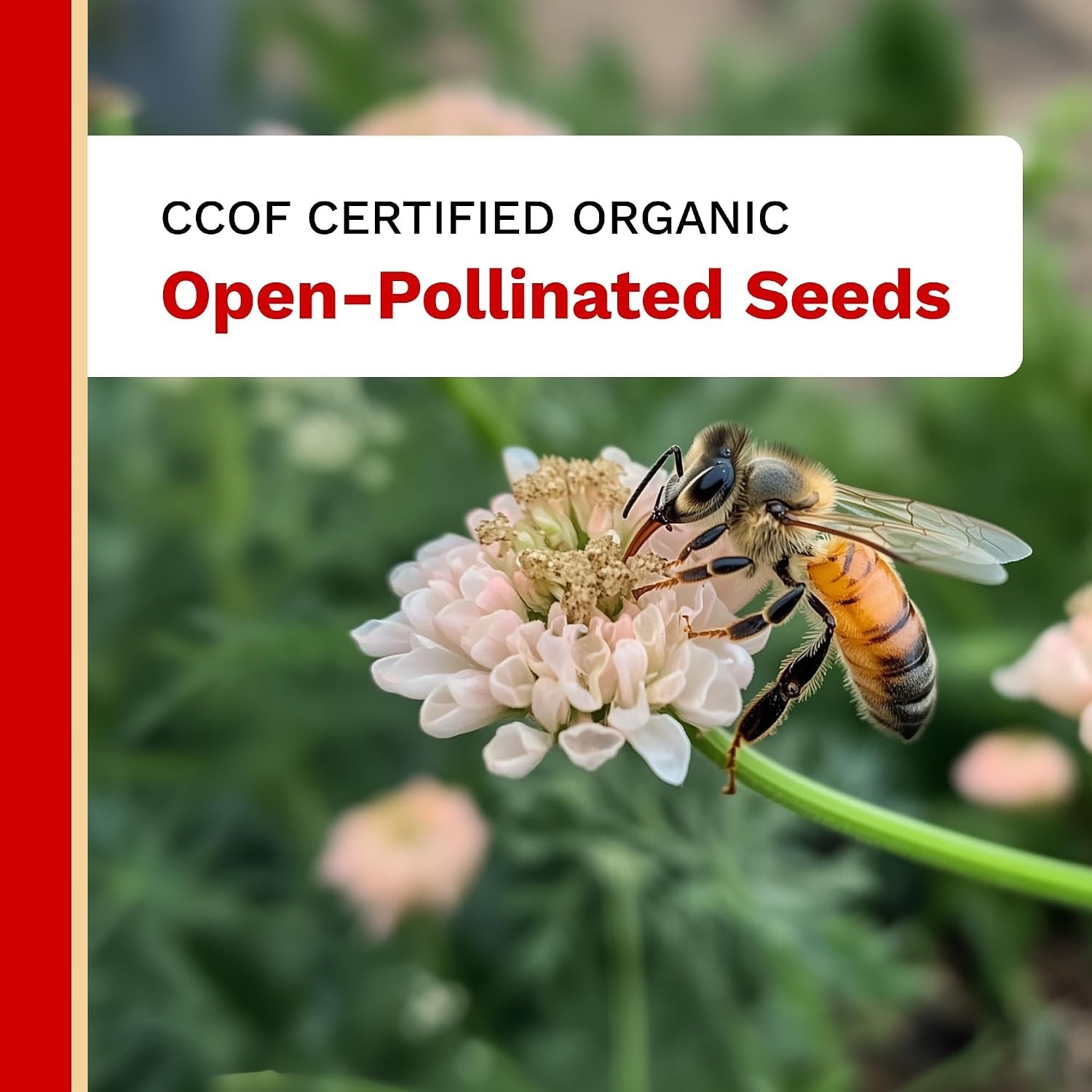 Organic Italian Oregano Seeds with Growing Tips – Perfect for Every Gardener