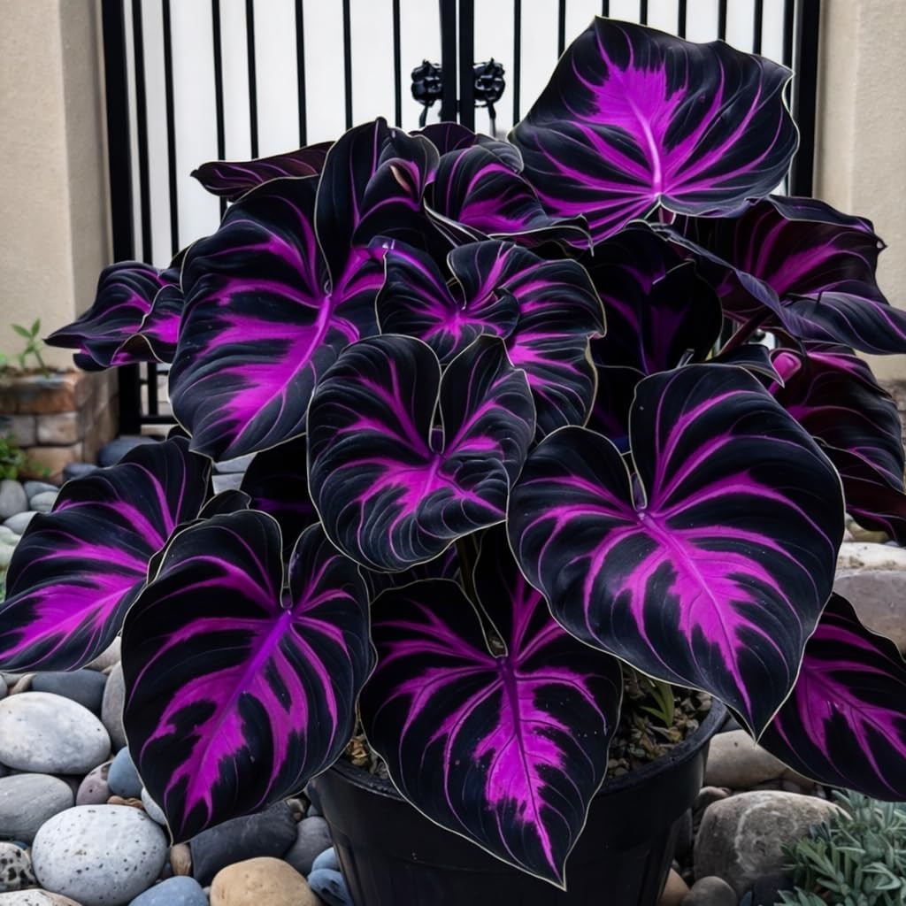 308 Rare Hosta Seeds for Planting – Perennial Shade Garden Plants