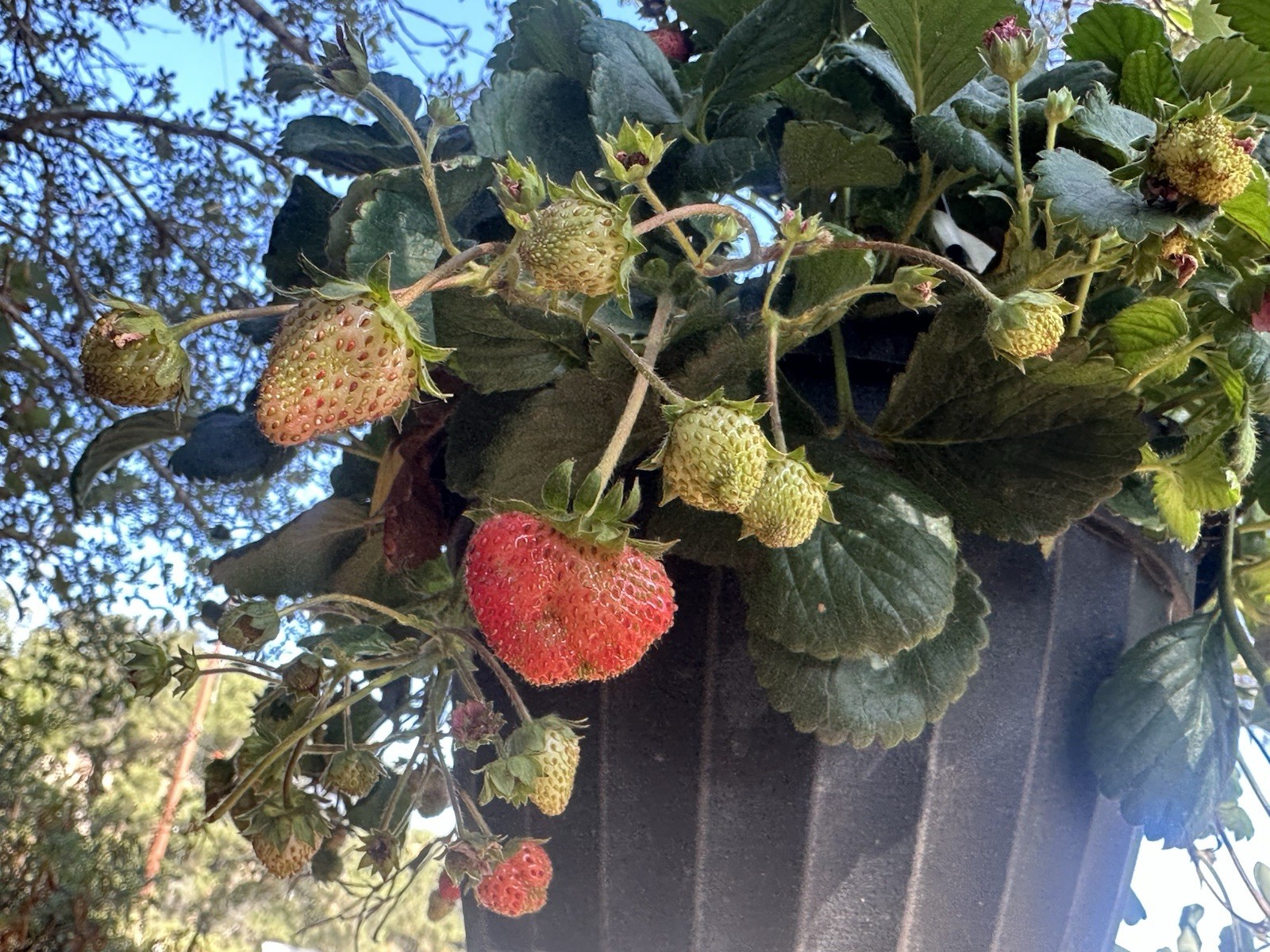 222+ Toscana Strawberry Rare Seeds Pink Flowered Freshly Harvested June 2026