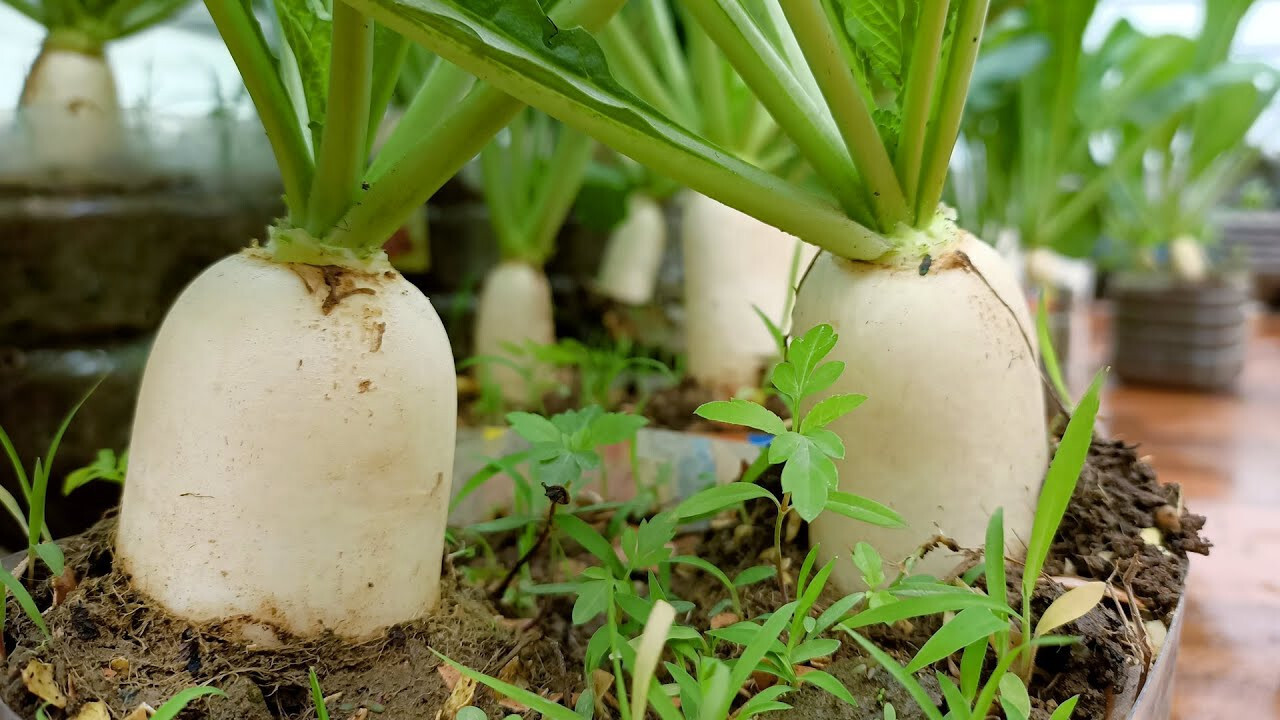 100+ WHITE ICICLE RADISH SEEDS. FRESH FOR GARDENS