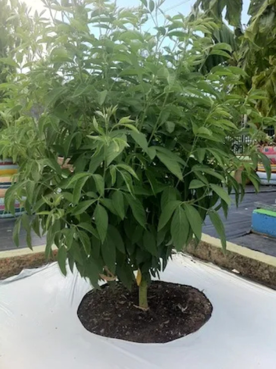 100 Gandules Seeds Combo, 25 Dwarf Lazaro, 75 commercial pigeon peas Puerto Rico