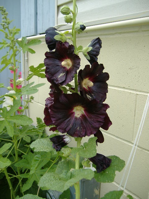 50+ DANISH BLACK HOLLYHOCK FLOWER SEEDS / PERENNIAL