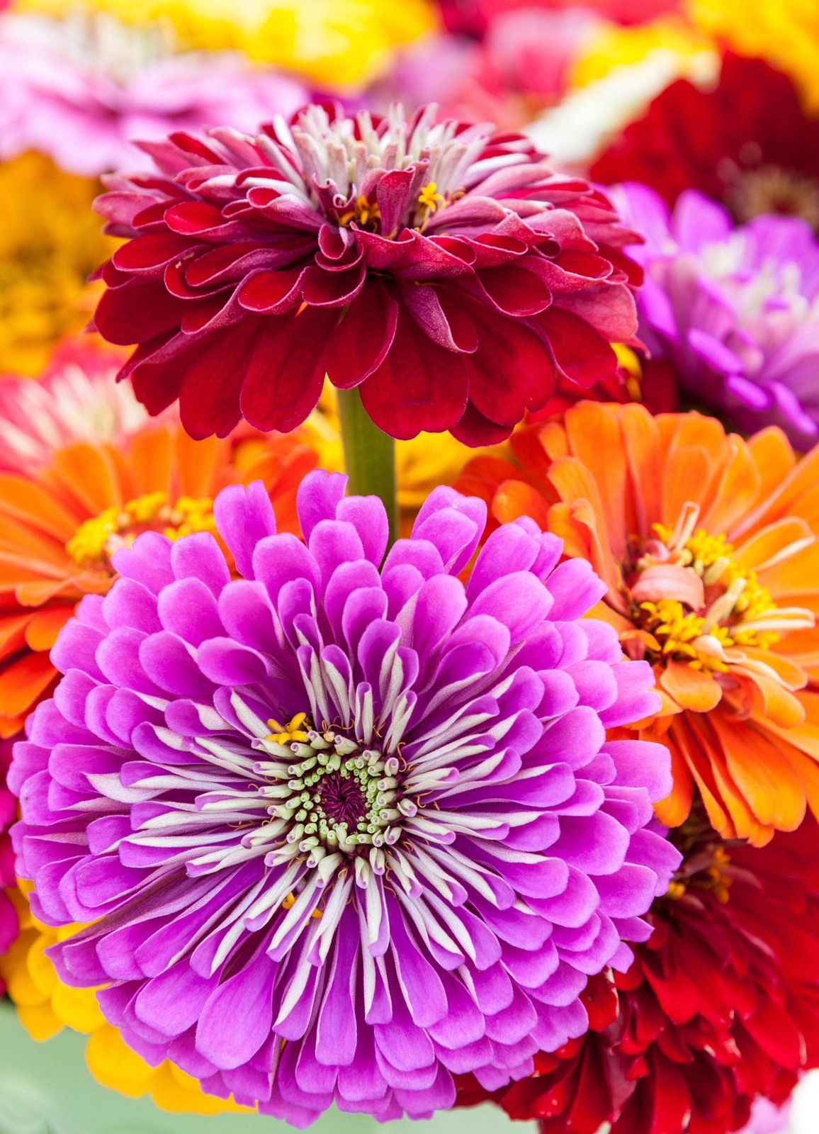 500 MIXED COLORS CALIFORNIA GIANT ZINNIA Elegans Flower Seeds *Flat S/H