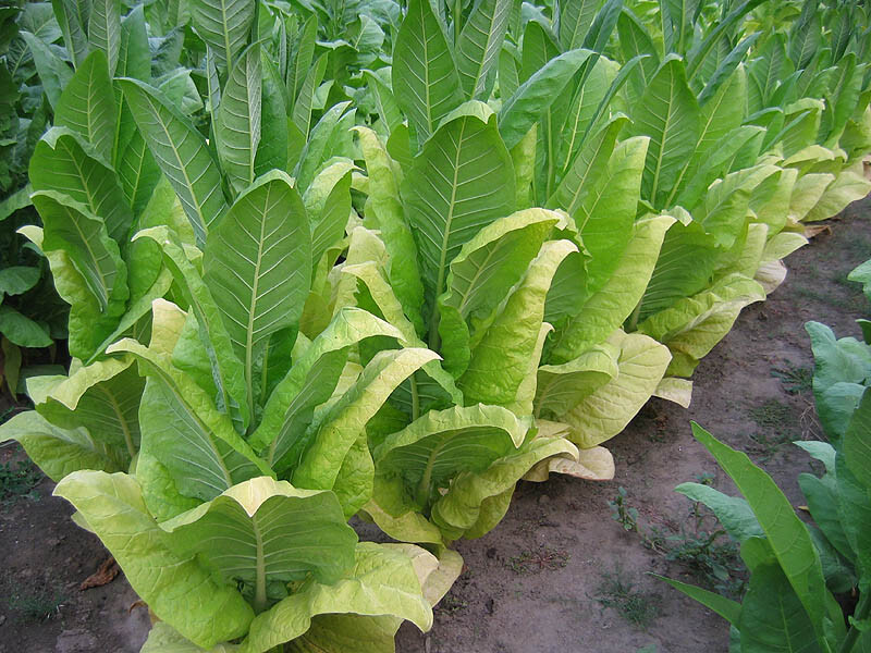 1000 Blue Star 100 Tobacco Seeds ~ Heirloom Burley Nicotiana Tabacum