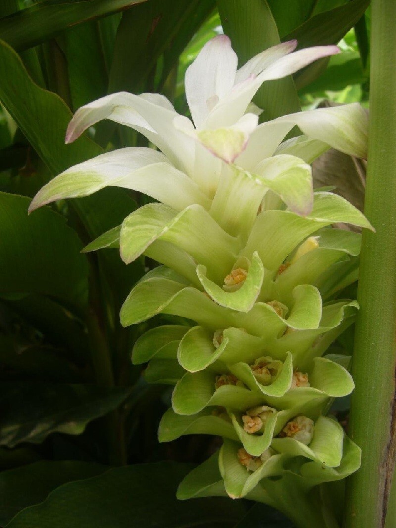 Hawaiian Red Turmeric Rhizomes Curcuma longa REALLY from HAWAII, not Florida