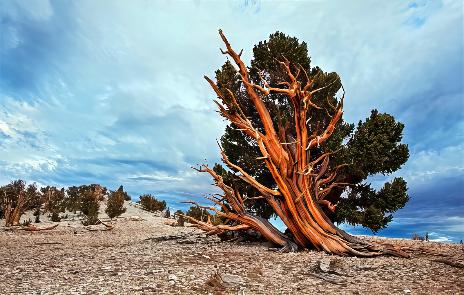 10 Bristlecone Pine Seeds (Pinus aristata) “OLDEST Living Tree in the WORLD!”