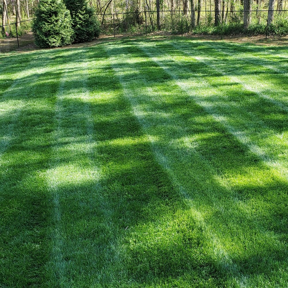 5 LBS – OptiGrowth Coated Kentucky Bluegrass Seed For Lawns – Bluegrass
