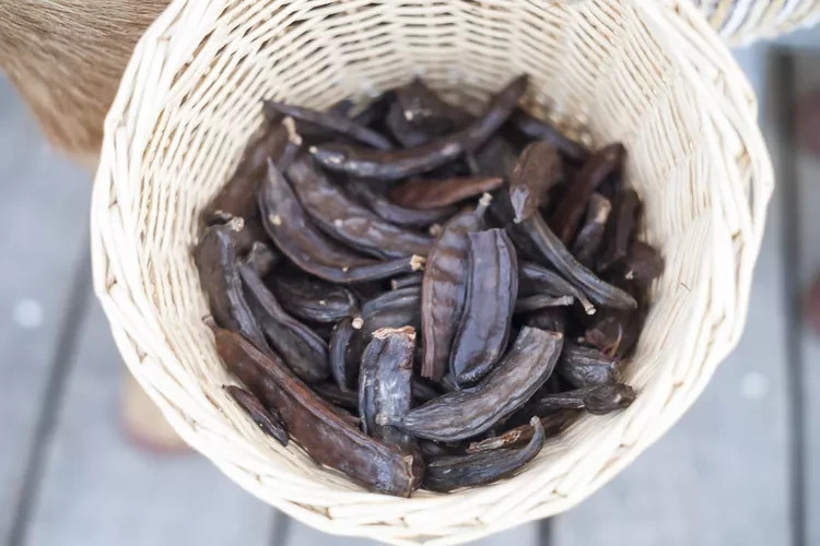 120 carob tree seeds خروب