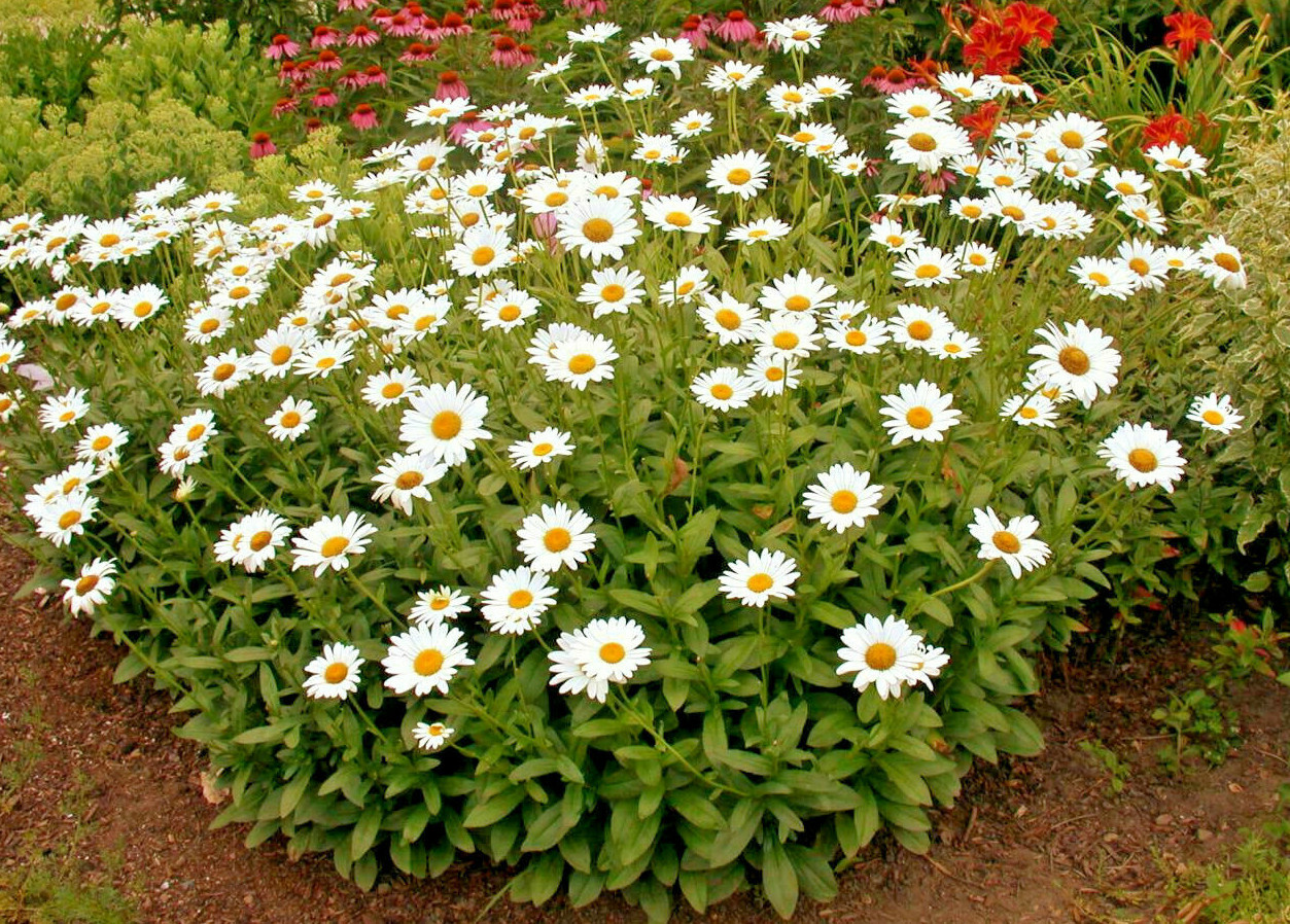 255+ Alaska Shasta Daisy Seeds North Eastern Cold Hardy Heirloom Variety Non-GMO