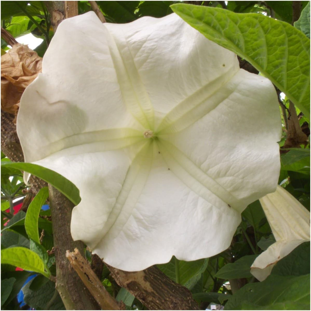 Moonflower 150+ Seeds Attract Pollinators with up to 6″ Blooms 1 Ounce Ipomoea