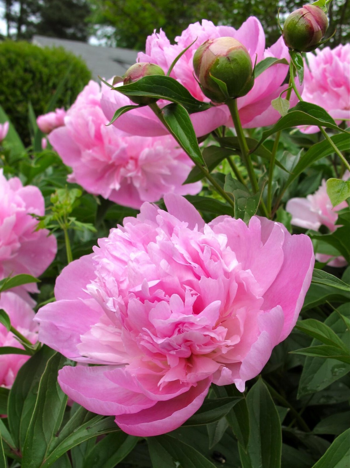 Sarah Bernhardt Double Peony Live Perennial BareRoot Flower Plant Bulb US SELLER