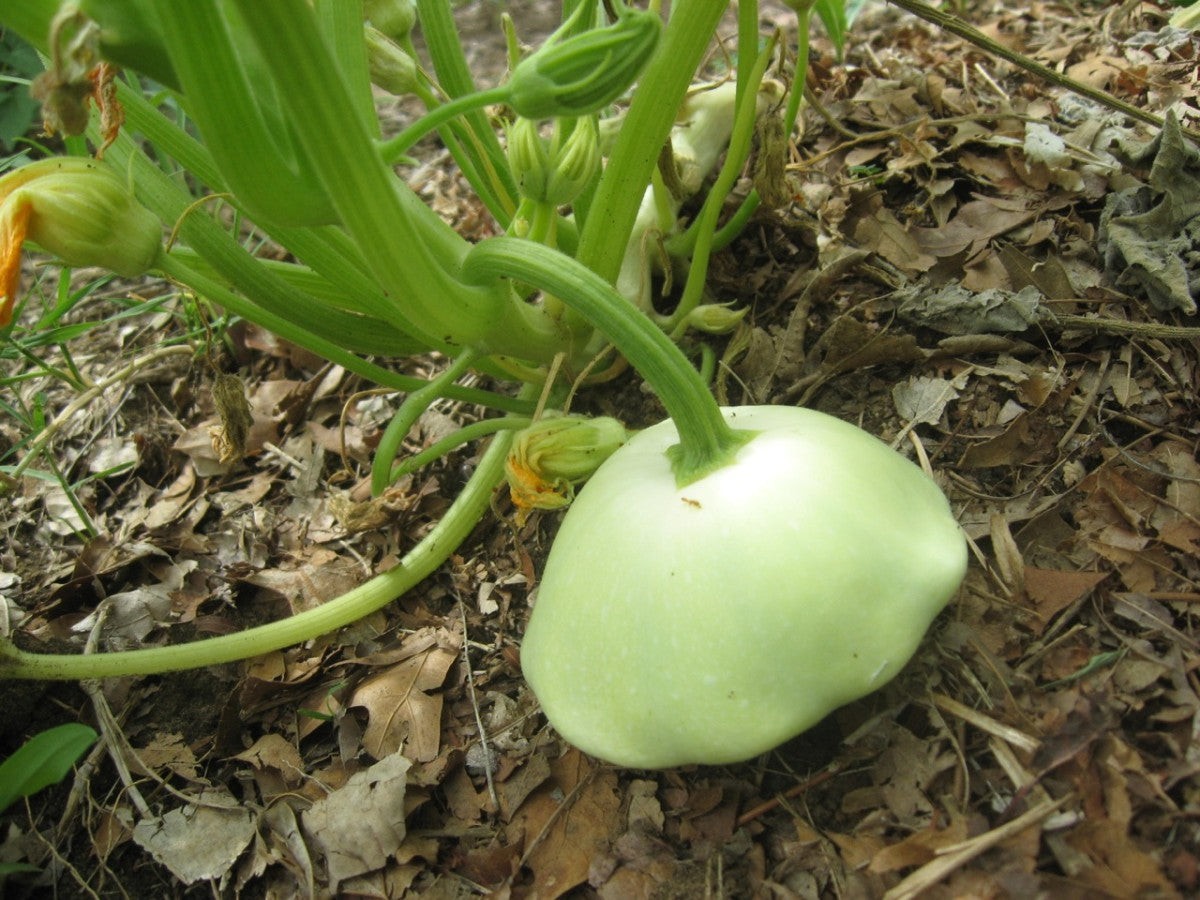 Benning’s Green Tint Patty Pan Seeds | Heirloom Bush Scallop Summer Squash 2024