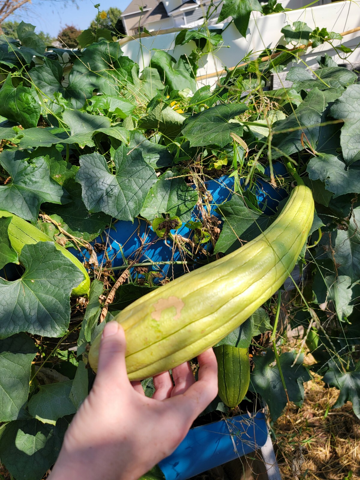 30 +Luffa Loofha Gourd Seeds, Heirloom, Open-Pollinated, Genuine USA 30 seeds