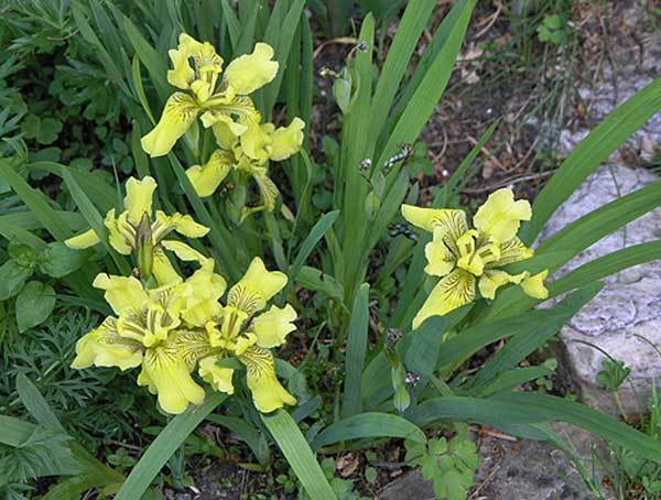 Iris bloudowii 10 seeds