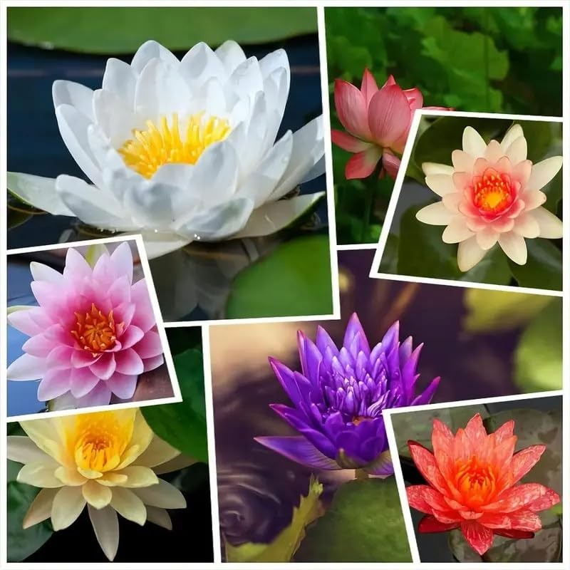 160pcs Mixed Color Bowl Lotus Seeds for Planting NonGMO Bonsai Lotus, Water …