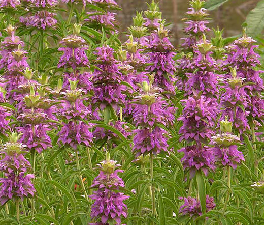 LEMON MINT BEE BALM Monarda Citriodora – 6,000 Bulk Seeds