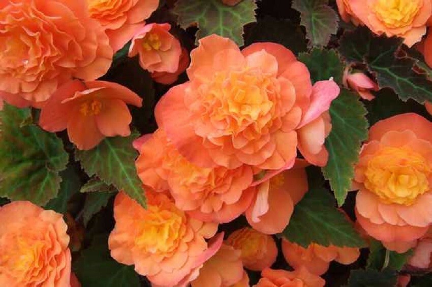 Begonia Seeds Fortune Coral Shades 15 Pelleted Seeds