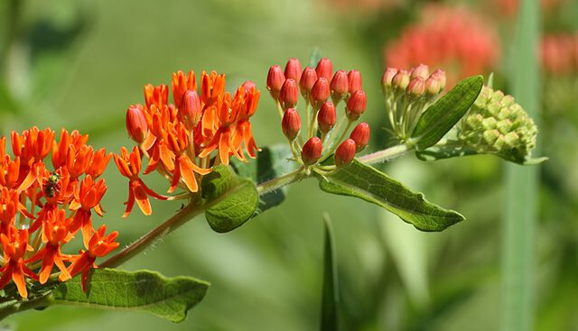MILKWEED 100 SEEDS, ASCLEPIAS TUBEROSA, ORANGE BUTTERFLY WEED, grown in the USA