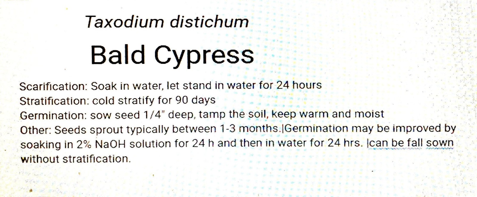 Bald Cypress Tree Seeds (Taxodium Distichum) Southern Sourced