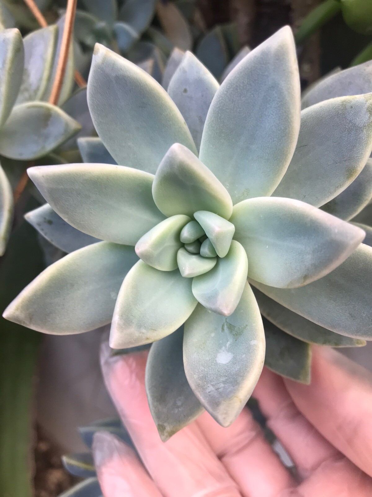 Leave Cuttings 30+ Graptopetalum Ghost Plant Large Succulent Cactus. Free Ship