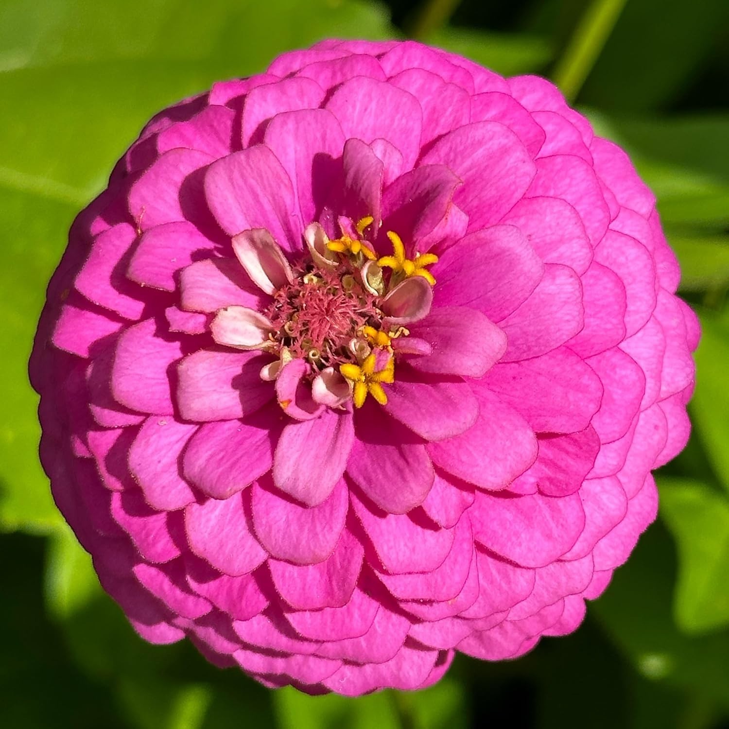 Zinnia Seeds Dahlia Mix – 200 Non-GMO Flower Seeds for Vibrant Gardens