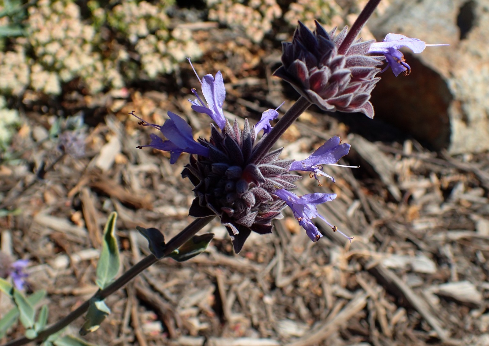 Cleveland Sage California Native Seeds Salvia Clevelandii Pollinator Seed For Mo