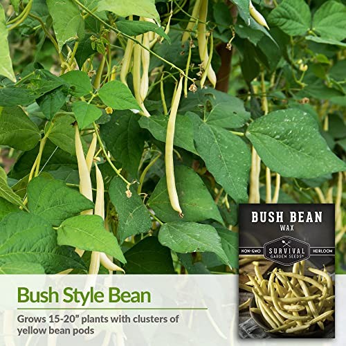 – Golden Wax Bush Bean Seed for Planting – Packs with Instructions to Plant 3