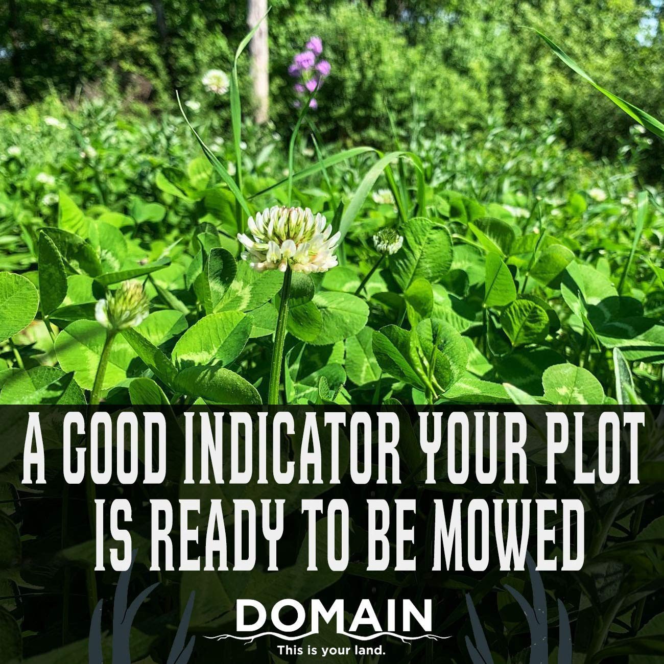 Outdoor Chicory & Clover Food Plot Seeds for Deer – Hardy Perennial Mix, 1/2 Acr
