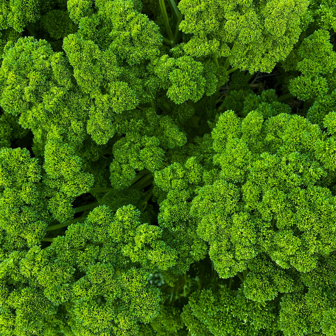 Fresh Moss Curled Parsley Seeds | Heirloom Non-GMO | Herb Seeds