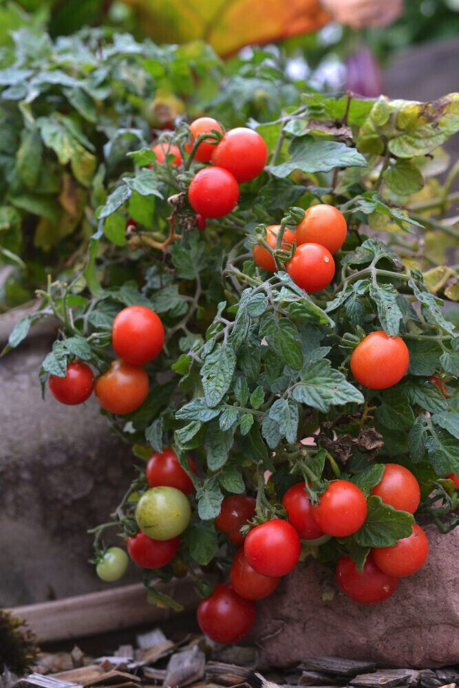 Fresh Red Robin Tomato Seeds | Heirloom & Non-GMO | Fresh Vegetable Seeds