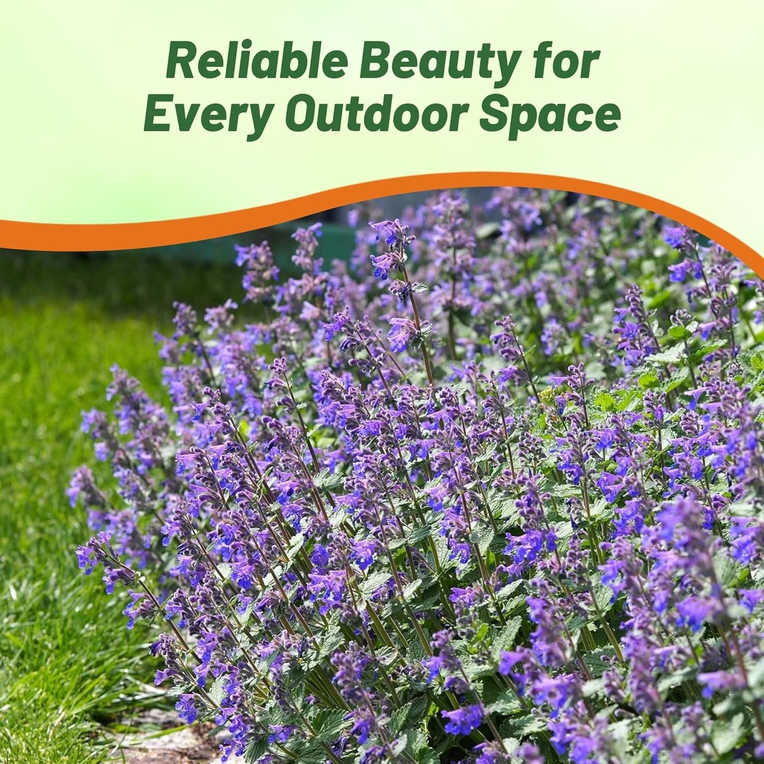 2000 Seeds Blue Catmint Seeds For Planting | Perennial Nepeta Flower Seeds