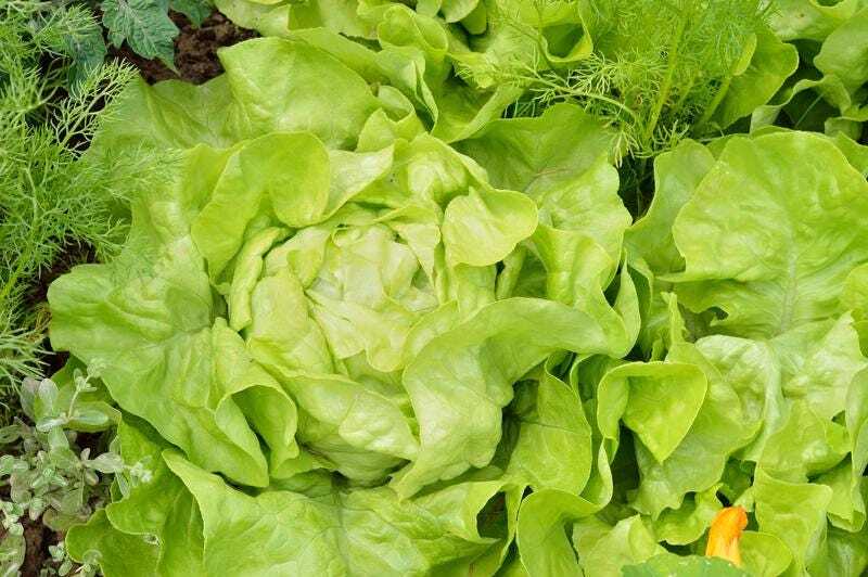 Bibb Lettuce Seeds