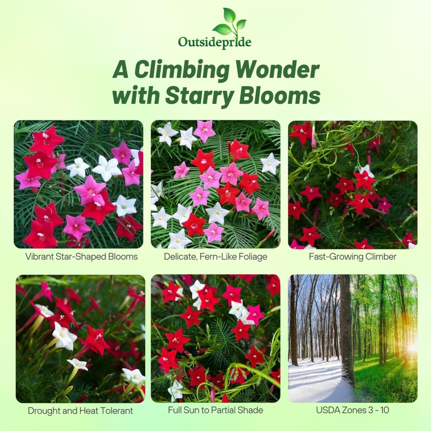 100 Pcs Nectar-Rich Cypress Vine Seeds – Easy to Grow & Maintain for Your Garden