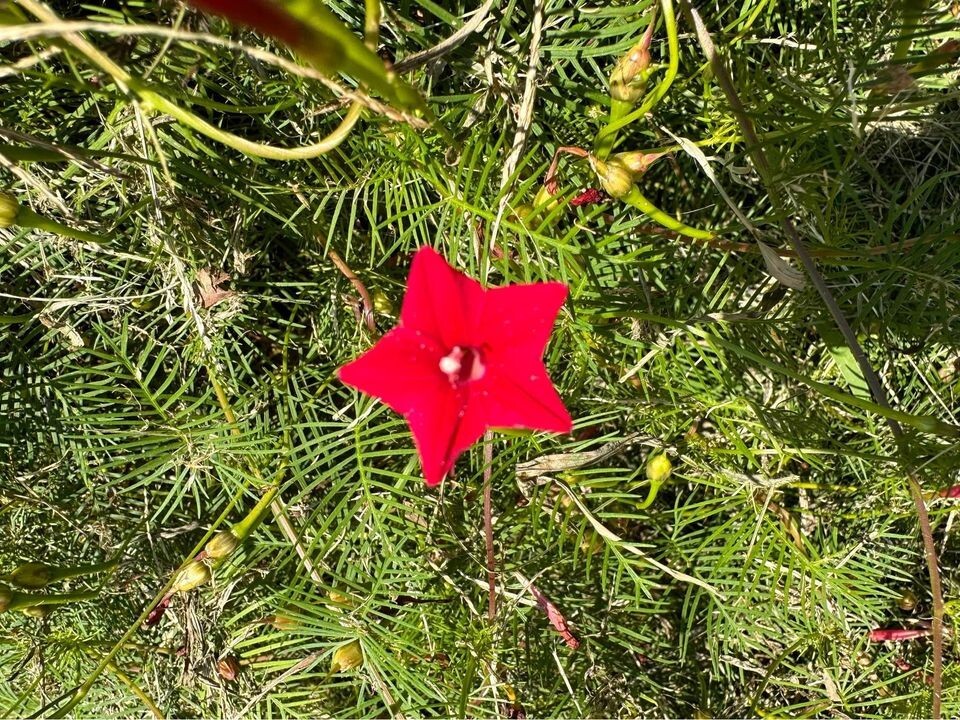Organic Cypress Vine Flower Seeds – Annual Variety