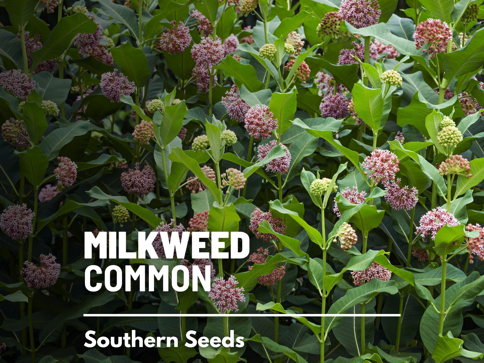 Milkweed, Common – 50 Seeds – Monarch Butterfly Plant – Sow Spring or Fall