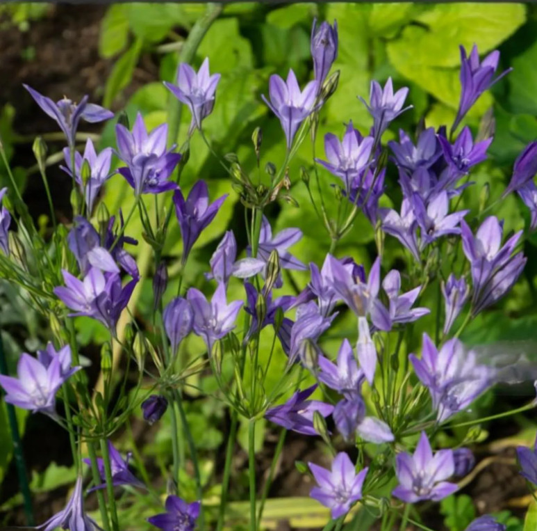 100 Flower Bulbs Butterfly Bee Bird Pollinator Garden Mix 4 Varieties Gift Set