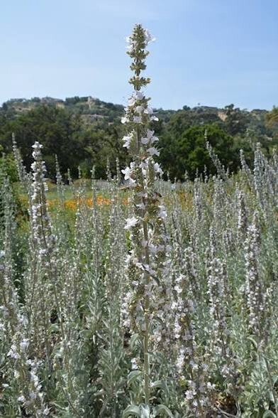 white sage seeds 1 lb . Approximately 250,000 seeds .