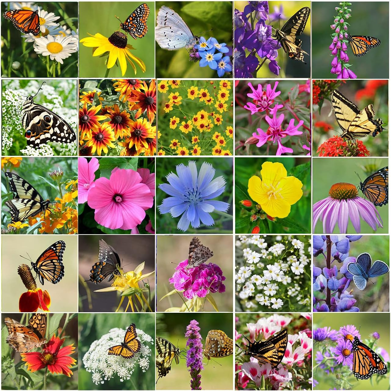 Perennial Wildflower Seeds Package with 25 Different Varieties 100,000 Seeds, Hu