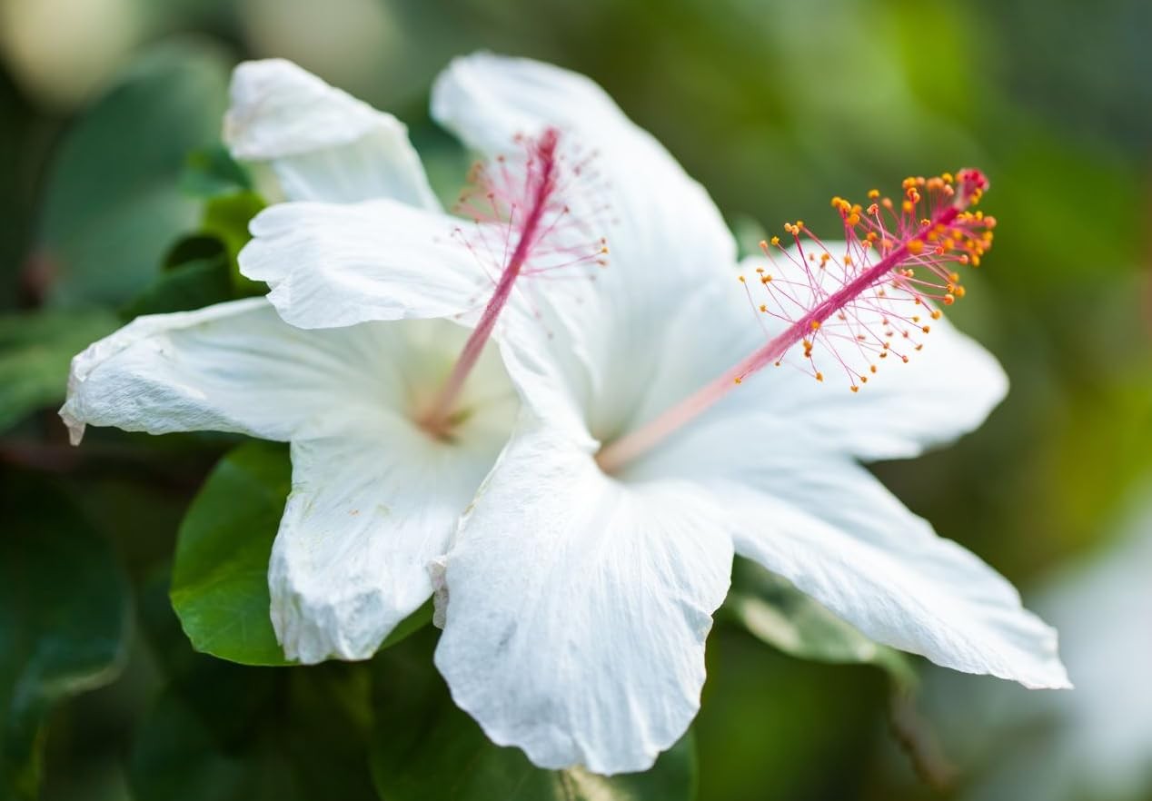 20 Giant Hibiscus Flower Seeds Hardy,Mix White Pink Red Color Home Garden